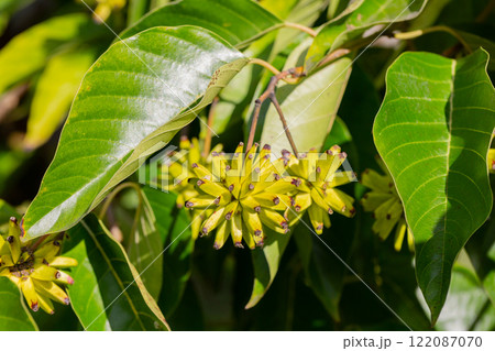 Happy tree (Camptotheca acuminata) close up. Called Cancer tree and Tree of life also. The fruits look like small bananas. Happy tree (Camptotheca acuminata) close up. Called Cancer tree and Tree of life also. The fruits look like small bananas. 122087070