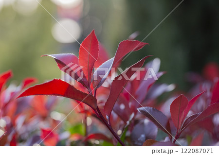 Red leaves on a bush in the garden on a blurred background in the rays of the sun. photinia fraseri red robin shrub leaves. flame bush, Red leaves on a bush in the garden on a blurred background in the rays of the sun. photinia fraseri red robin shrub leaves. flame bush, 122087071