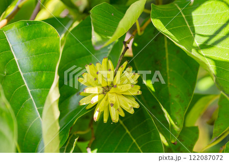 Happy tree (Camptotheca acuminata) close up. Called Cancer tree and Tree of life also. The fruits look like small bananas. Happy tree (Camptotheca acuminata) close up. Called Cancer tree and Tree of life also. The fruits look like small bananas. 122087072