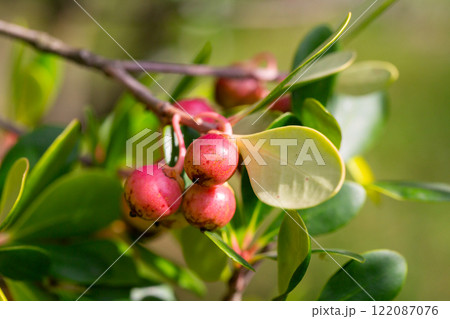 Red Strawberry Guava (Psidium littorale longipes, Psidium cattleianum, Psidium cattleyanum, Psidium chinese or Peruvian guava), fruits. 122087076