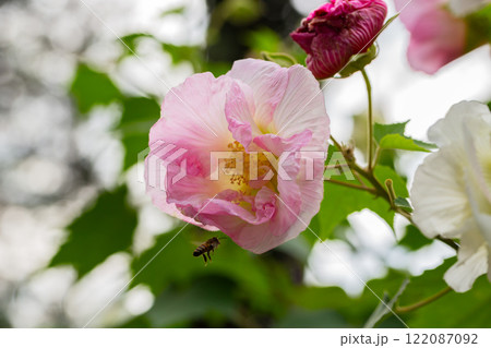 bright large pink flowers of Hibiscus mutabilis, in the garden, also known as the Confederate rose, Dixie rosemallow, cotton rose or cotton rosemallow. Summer floral background. bright large pink flowers of Hibiscus mutabilis, in the garden, also known as the Confederate rose, Dixie rosemallow, cotton rose or cotton rosemallow. Summer floral background. 122087092