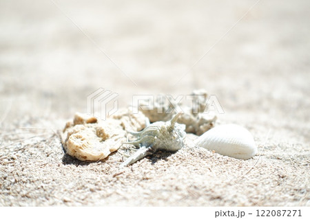 Seashells on the beach. Selective focus. Seashells on the beach. Selective focus. 122087271