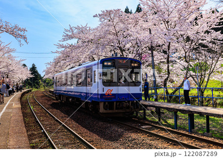 【石川県】満開の桜とのと鉄道『さくら駅』 122087289