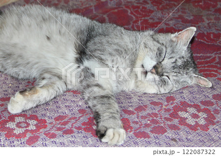 Rural cat basking on carpet. Lazy cat dozing on warm floor Rural cat basking on carpet. Lazy cat dozing on warm floor 122087322