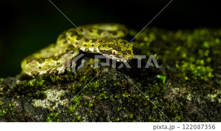 Close Up of a Viper on a Rock at Night in Costa Rican Rain Forest Close Up of a Viper on a Rock at Night in Costa Rican Rain Forest 122087356