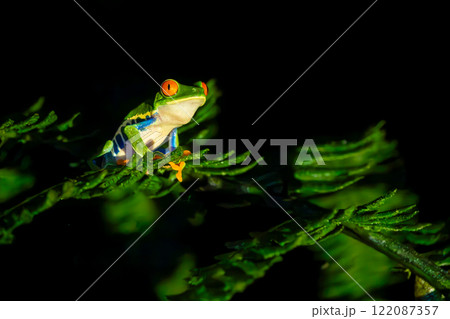 Red-eyed Tree Frog on a Branch at Night in Costa Rica Rain Forest Red-eyed Tree Frog on a Branch at Night in Costa Rica Rain Forest 122087357