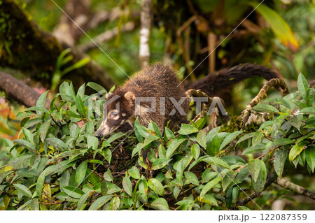 White Nosed Coati Standing in a Tree in Costa Rica 122087359
