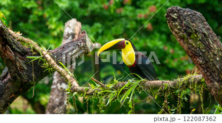 Yellow Throated Toucan Perched on a Tree Vine in Costa Rica Yellow Throated Toucan Perched on a Tree Vine in Costa Rica 122087362
