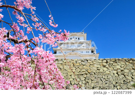 関西・姫路・姫路城・備前丸跡の広場から眺める、桜に彩られた白鷺を思わせる姫路城・兵庫県姫路市(3) 122087399