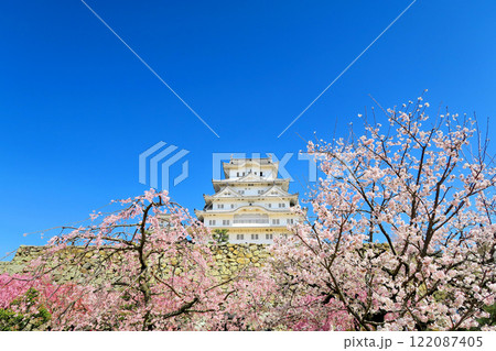 関西・姫路・姫路城・備前丸跡の広場、満開の桜から飛翔する白鷺のような美しい姫路城・兵庫県姫路市(1) 関西・姫路・姫路城・備前丸跡の広場、満開の桜から飛翔する白鷺のような美しい姫路城・兵庫県姫路市(1) 122087405
