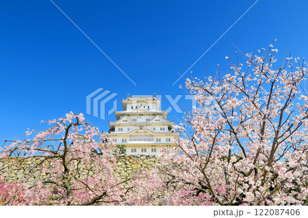 関西・姫路・姫路城・備前丸跡の広場、満開の桜から飛翔する白鷺のような美しい姫路城・兵庫県姫路市(2) 122087406