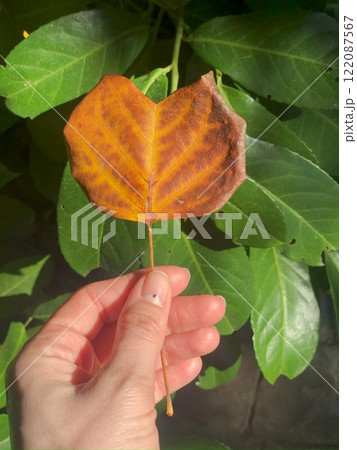 Woman's hand holds a heart-shaped tree leaf. 122087567