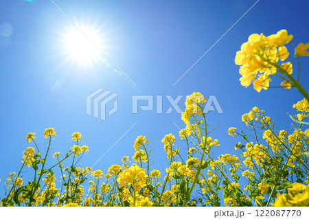 太陽に照らされる菜の花 太陽に照らされる菜の花 122087770