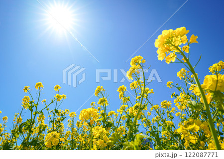 青空と菜の花 青空と菜の花 122087771