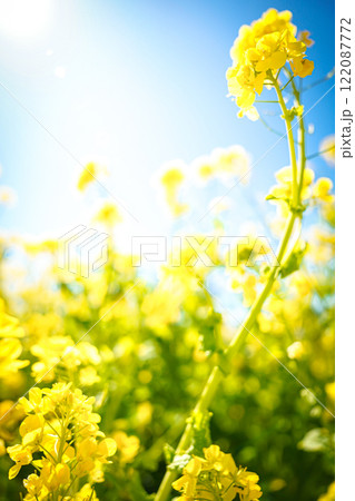 菜の花 菜の花 122087772