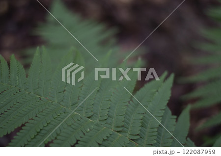Green fern leaves in the forest close-up. Nature background Green fern leaves in the forest close-up. Nature background 122087959