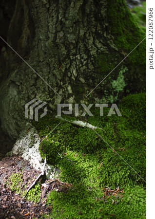 Green moss on a tree trunk in the forest Green moss on a tree trunk in the forest 122087966