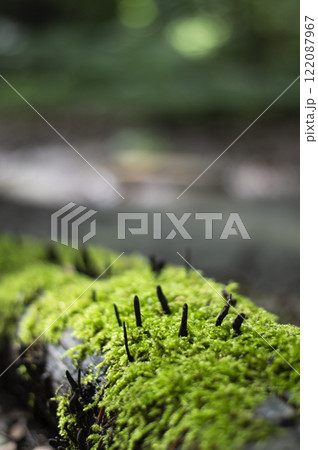 Dead man's fingers mushrooms on moss on a tree in the forest 122087967