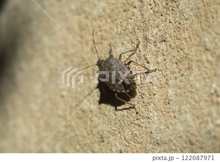 Stink bug on the stone wall 122087971