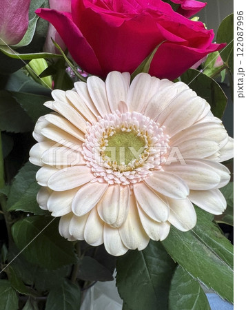 Pastel transvaal daisy close up 122087996