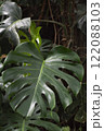 Monstera deliciosa leaf close up. Swiss cheese plant. 122088103