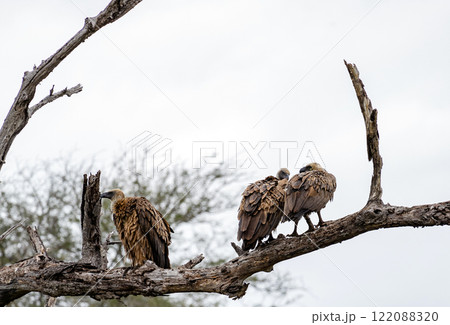 Three big birds White-backed African vulture dry branch. Kruger Natural Park 122088320