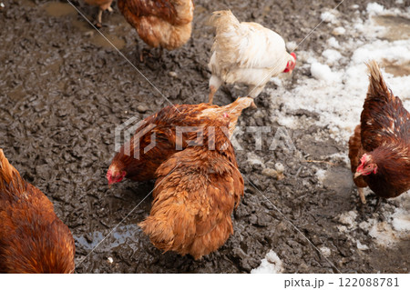 free range red brown domestic chickens hens and white rooster peck on wet snow ground. flock of chicken on organic farm or countryside yard in spring free range red brown domestic chickens hens and white rooster peck on wet snow ground. flock of chicken on organic farm or countryside yard in spring 122088781