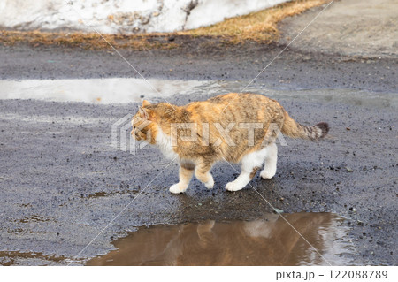 tabby cat explores a wet road amid remnants of snow in a tranquil rural area during early spring. animal protection, care and help animals 122088789