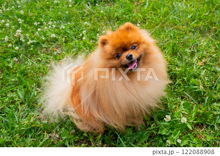Playful pomeranian dog enjoying a sunny day in a grassy park surrounded by clover flowers Playful pomeranian dog enjoying a sunny day in a grassy park surrounded by clover flowers 122088908