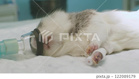 A guinea pig under anesthesia. Veterinarians anesthetize a guinea pig through a mask and inject medication into an intravenous line during a surgical procedure in a sterile operating room. A guinea pig under anesthesia. Veterinarians anesthetize a guinea pig through a mask and inject medication into an intravenous line during a surgical procedure in a sterile operating room. 122089179