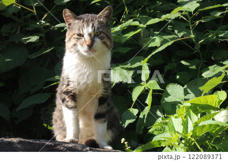 深島の猫 深島の猫 122089371
