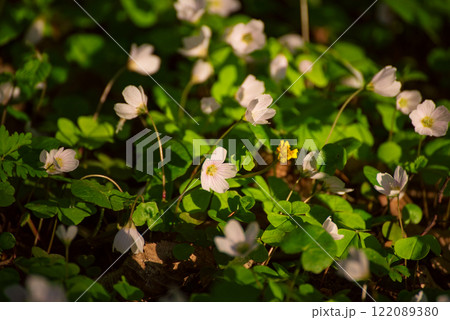 White anemone flowers growing in spring forest, natural seasonal background 122089380