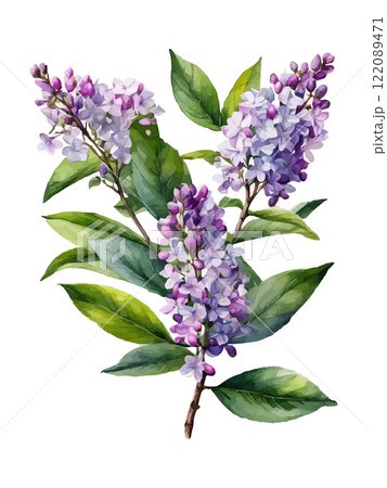 Watercolor branch of lilac, symbol of love, wedding, purity, vector illustration 122089471