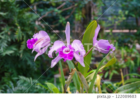 Bright purple cattleya orchid flower blooming in garden or greenhouse on green plants background 122089683