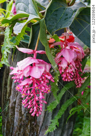 Blooming pink Medinilla magnifica, Philippine Orchid in greenhouse on green pants background Blooming pink Medinilla magnifica, Philippine Orchid in greenhouse on green pants background 122089684