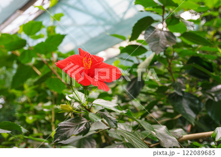 Tropical flowering Hibiscus rosa sinensis, Chinese hibiscus, China rose on green leaves background Tropical flowering Hibiscus rosa sinensis, Chinese hibiscus, China rose on green leaves background 122089685