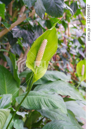 Decorative houseplant Spathiphyllum wallisii, peace lily blooming on green leaves background 122089687