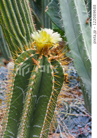 Blooming Cactus with yellow flower, Cactacea Juss Astrophytum ornatum in natural environment 122089688