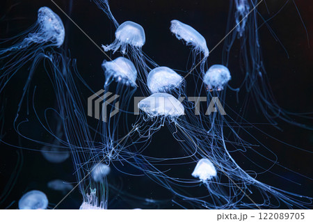 Group of Atlantic sea nettle jellyfish floating in illuminated aquarium with blue neon light Group of Atlantic sea nettle jellyfish floating in illuminated aquarium with blue neon light 122089705