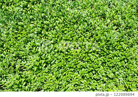 A bunch of green grass with some brown spots A bunch of green grass with some brown spots 122089894