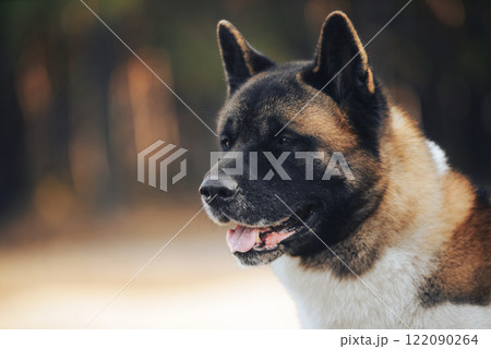 Beautiful dog breed American Akita, portrait with an interested muzzle in the forest. Fluffy, woolly young pet. The concept of pets, pet food, pet supplies, veterinary medicine. Beautiful dog breed American Akita, portrait with an interested muzzle in the forest. Fluffy, woolly young pet. The concept of pets, pet food, pet supplies, veterinary medicine. 122090264