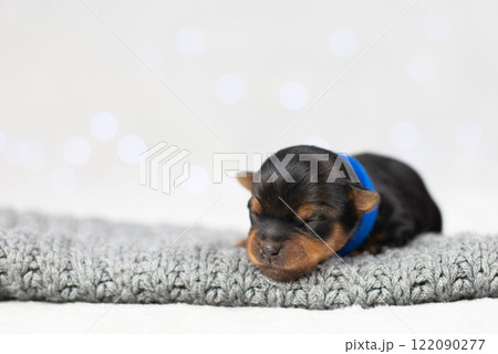 Portrait of newborn puppy yorkshire terrier purebred, black dog pet, cute face sleeping, veterinary medicine concept, pet care, pet products, advertising banner, place for text 122090277