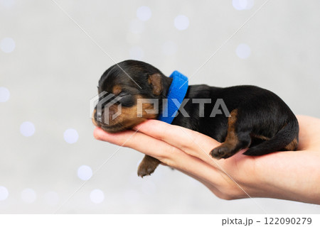 Portrer of newborn black Yorkshire Terrier puppy, pet sleeping on human hand, purebred puppy, small cute dog, veterinary medicine concept, pet care, pet products, advertising banner 122090279