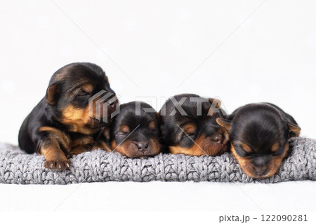 Portrait newborn puppies, dogs, purebred yorkshire terrier, black pets, screensaver, banner, sleeping dogs, veterinary medicine concept, pet products, 4 dogs Portrait newborn puppies, dogs, purebred yorkshire terrier, black pets, screensaver, banner, sleeping dogs, veterinary medicine concept, pet products, 4 dogs 122090281
