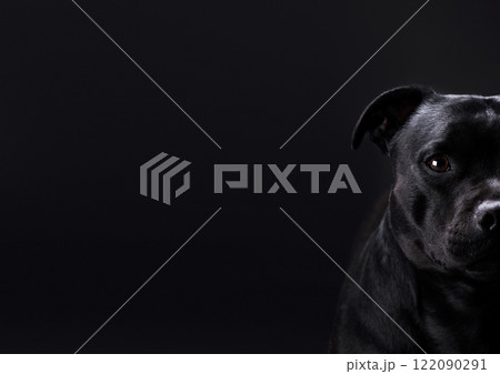 Portrait of half face serious looking at camera dog Staffordshire bull terrier on black background, banner for advertising. Concept of pets, animal care, veterinary medicine, pet supplies, pet food Portrait of half face serious looking at camera dog Staffordshire bull terrier on black background, banner for advertising. Concept of pets, animal care, veterinary medicine, pet supplies, pet food 122090291