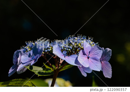 梅雨に咲きほこる万葉の花 アジサイ 梅雨に咲きほこる万葉の花 アジサイ 122090357