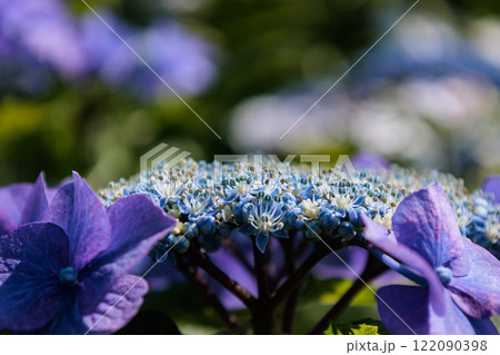 梅雨に咲きほこる万葉の花　アジサイ 122090398