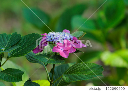 梅雨に咲きほこる万葉の花　アジサイ 122090400