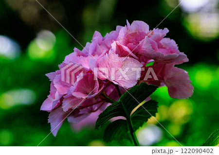 梅雨に咲きほこる万葉の花　アジサイ 122090402