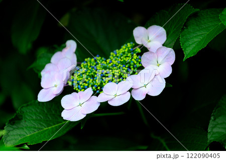 梅雨に咲きほこる万葉の花　アジサイ 122090405